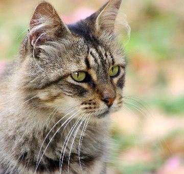 cat-1525070