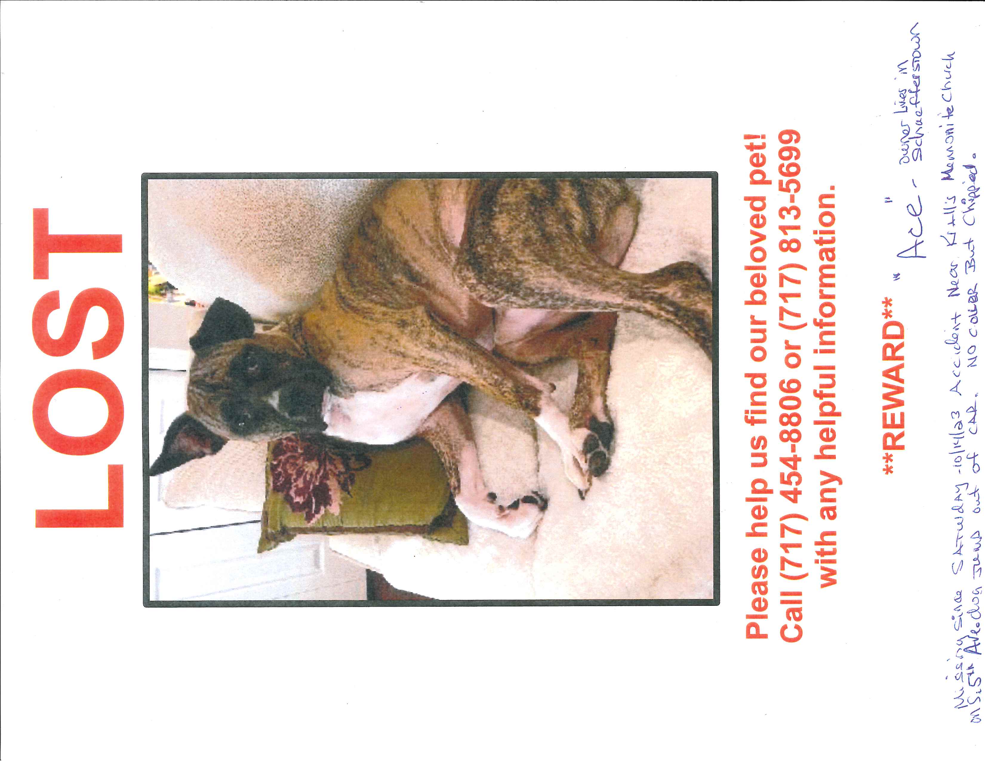 10-16-2023 Lost Dog